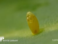 モンシロチョウ　ふ化 卵の殻を食い破る幼虫