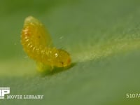 モンシロチョウ　ふ化 卵から抜け出る幼虫