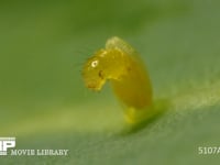 モンシロチョウ　ふ化 卵から抜け出る幼虫