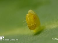 モンシロチョウ　ふ化 卵から抜け出る幼虫