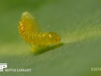 モンシロチョウ　ふ化 卵から抜け出る幼虫