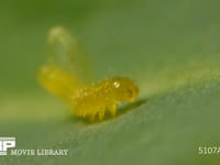 モンシロチョウ　ふ化 卵から抜け終えた幼虫