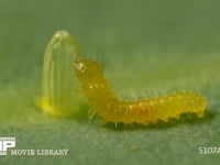 モンシロチョウ　ふ化 抜け出た殻を食べる幼虫