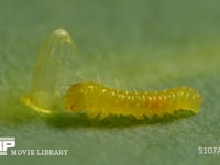 モンシロチョウ　ふ化 殻を食べ終えて休む幼虫