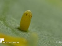 モンシロチョウ　ふ化 卵の殻を食い破る幼虫