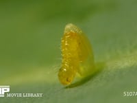 モンシロチョウ　ふ化 卵から抜け出る幼虫