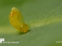 モンシロチョウ　ふ化 卵から抜け出る幼虫