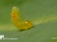 モンシロチョウ　ふ化 卵から抜け出る幼虫