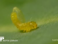 モンシロチョウ　ふ化 卵から抜け終えた幼虫