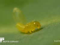 モンシロチョウ　ふ化 卵から抜け終えた幼虫