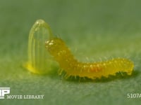 モンシロチョウ　ふ化 抜け出た殻を食べる幼虫