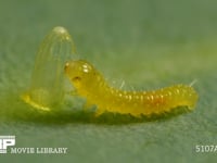 モンシロチョウ　ふ化 抜け出た殻を食べる幼虫