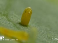 モンシロチョウ　ふ化 卵の殻を食い破る幼虫
