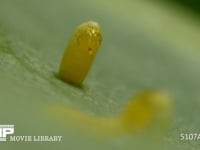 モンシロチョウ　ふ化 殻を食べいる幼虫（手前）と殻から頭を出し始める幼虫（奥）