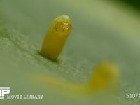 モンシロチョウ　ふ化 卵から頭を出す幼虫
