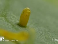 モンシロチョウ　ふ化 穴を開けてひと休みする幼虫