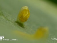 モンシロチョウ　ふ化 卵から抜け出る幼虫