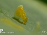 モンシロチョウ　ふ化 卵から抜け出る幼虫