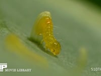 モンシロチョウ　ふ化 卵から抜け出る幼虫