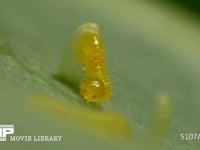 モンシロチョウ　ふ化 卵から抜け出た幼虫