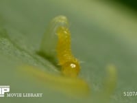 モンシロチョウ　ふ化 卵から抜け出た幼虫