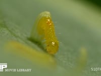 モンシロチョウ　ふ化 卵から抜け出る幼虫