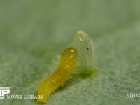 モンシロチョウ　ふ化 抜けでた殻を食べる幼虫