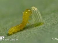 モンシロチョウ　ふ化 抜けでた殻を食べる幼虫