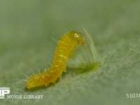 モンシロチョウ　ふ化 抜けでた殻を食べる幼虫