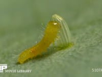 モンシロチョウ　ふ化 抜けでた殻を食べる幼虫