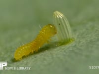 モンシロチョウ　ふ化 抜けでた殻を食べる幼虫