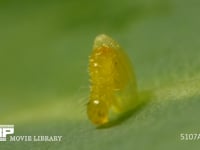 モンシロチョウ　ふ化 卵から抜けでる幼虫　２倍速