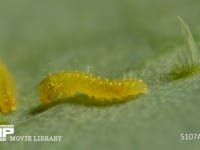 モンシロチョウ　ふ化 殻を食べ終えて移動する幼虫