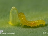 モンシロチョウ　ふ化 卵の殻を食べる幼虫　２倍速