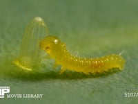 モンシロチョウ　ふ化 卵の殻を食べる幼虫　２倍速