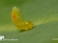 モンシロチョウ　ふ化 卵から抜けでた幼虫　２倍速