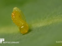 モンシロチョウ　ふ化 卵から抜けでる幼虫　２倍速