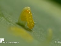 モンシロチョウ　ふ化 卵から抜けでる幼虫　２倍速