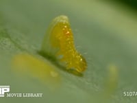 モンシロチョウ　ふ化 卵から抜けでる幼虫　２倍速