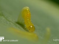 モンシロチョウ　ふ化 卵から抜けでる幼虫　２倍速