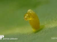 モンシロチョウ　ふ化 殻を食い破り卵から抜けでる幼虫　２倍速