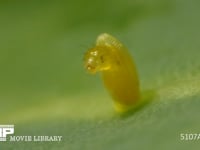 モンシロチョウ　ふ化 殻を食い破り卵から抜けでる幼虫　２倍速