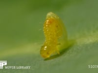 モンシロチョウ　ふ化 卵から抜けでる幼虫　２倍速