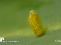 モンシロチョウ　ふ化 殻を食い破り卵から抜け出る幼虫　５倍速