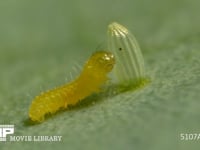 モンシロチョウ　ふ化 卵の殻を食べる幼虫　２倍速