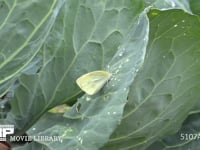 モンシロチョウ　♀ キャベツ葉上で休む