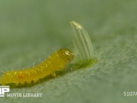 モンシロチョウ　ふ化 卵殻を食べる幼虫　５倍速