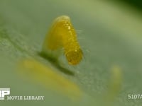 モンシロチョウ　ふ化 殻を食い破り卵から抜けでる幼虫　５倍速