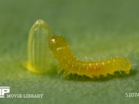 モンシロチョウ　ふ化 卵殻を食べる幼虫　５倍速