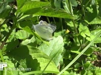 モンシロチョウ　♂♀ 交尾するペアー